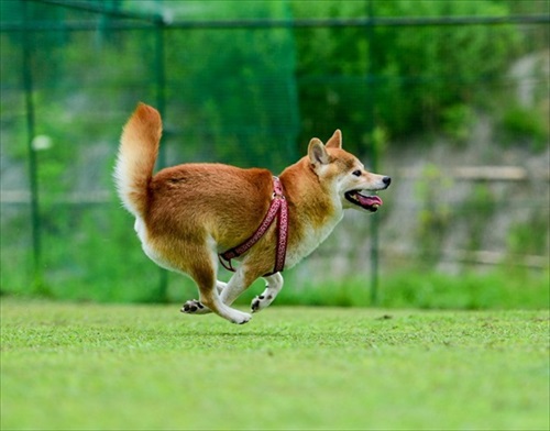 ドッグランで走る柴犬