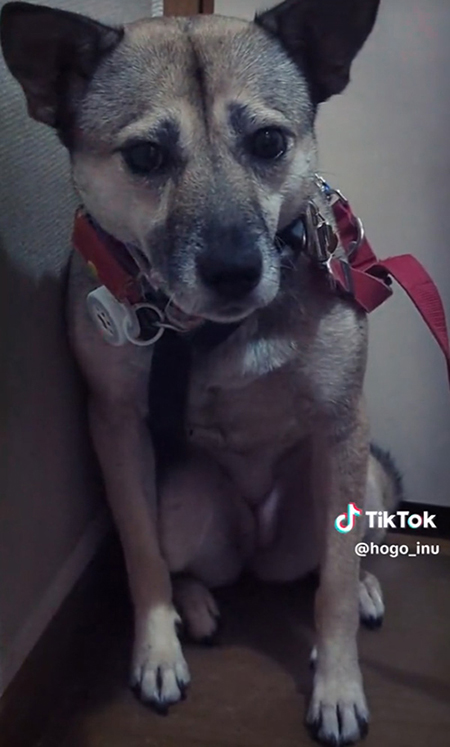 虐待を受けていたワンコ