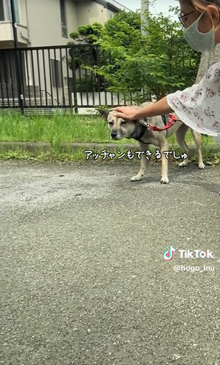 なでられるワンコ