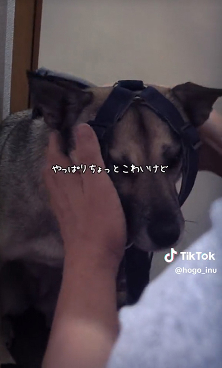 ハーネス装着中のワンコ