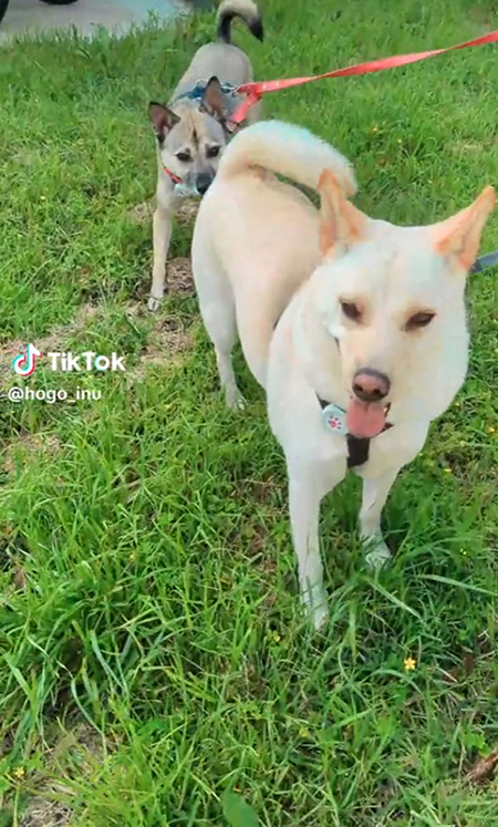 散歩するワンコ