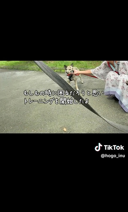 トレーニングするワンコ