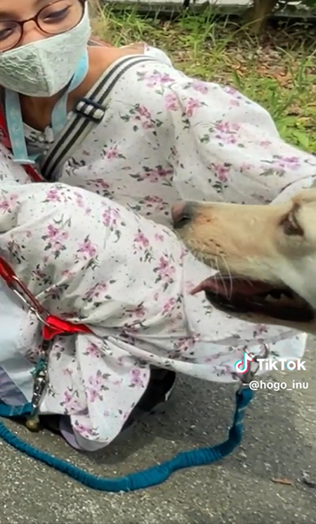 なでられるワンコ