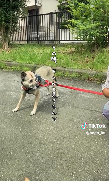 見ているワンコ