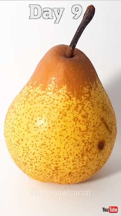 洋梨 腐っていく タイムラプス カビ