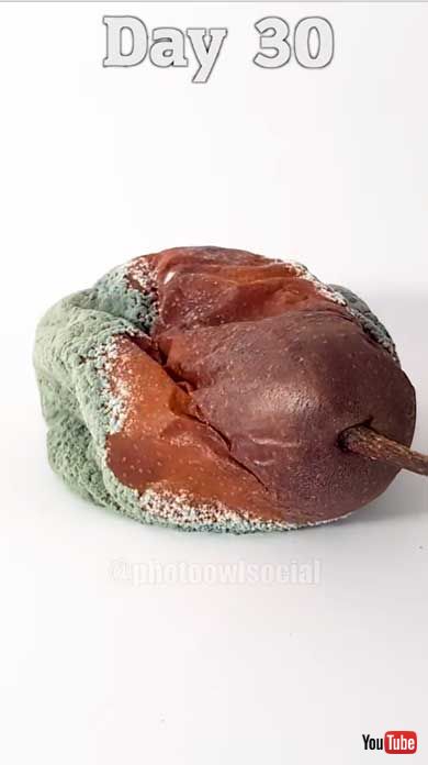 洋梨 腐っていく タイムラプス カビ