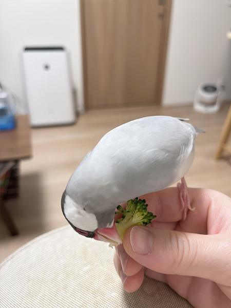 グルメな文鳥