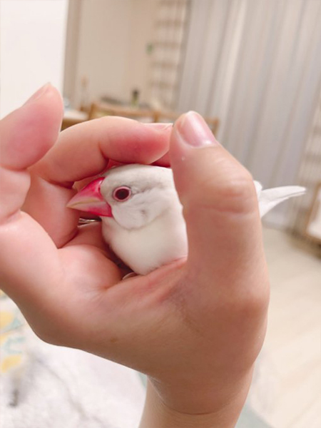 シルバーイノ文鳥