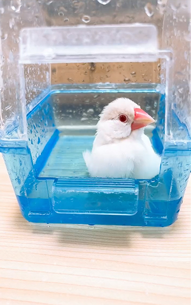 水浴びする文鳥