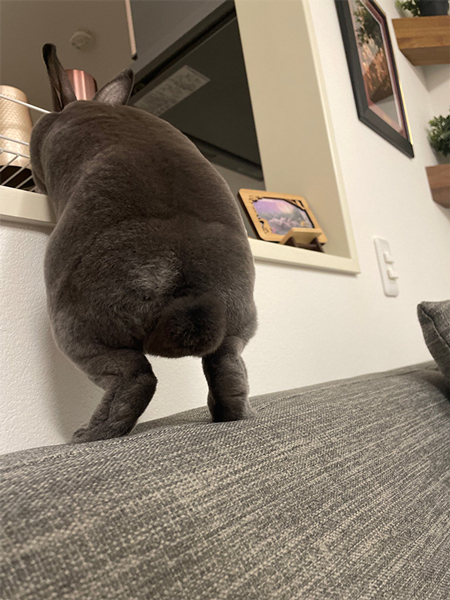 かわいいうさケツ