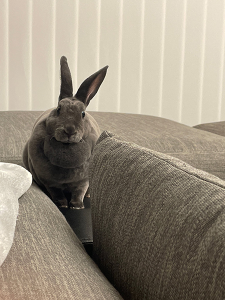 かわいいうさケツ