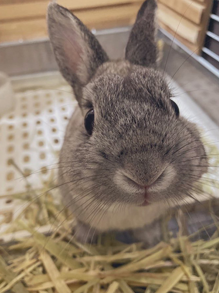 ぷくぷくのほっぺ