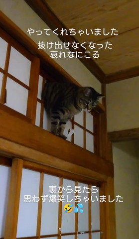 障子にハマった猫
