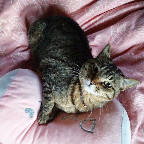 布団で寝そべる猫