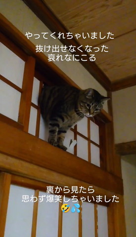 障子にハマった猫少し寄り