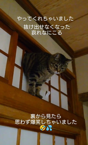 障子にハマった猫アップ