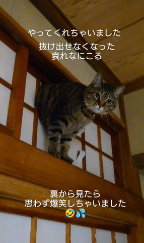 障子にハマった猫遠く見てる