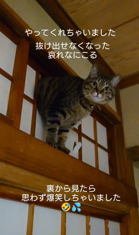 障子にハマった猫カメラ目線