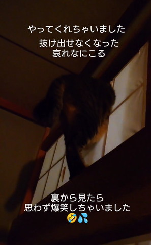 障子にハマった猫お尻