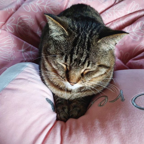 クッションに前足乗せる猫