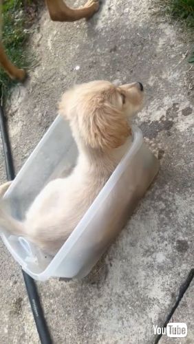 小さな容器でプールする子犬