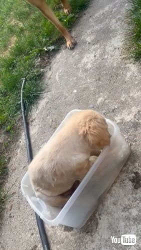 ホリホリする子犬