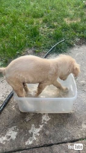 ホリホリする子犬