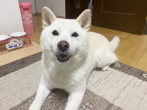 芸を見せる白柴犬