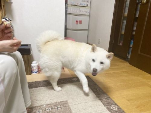 芸を見せる白柴犬