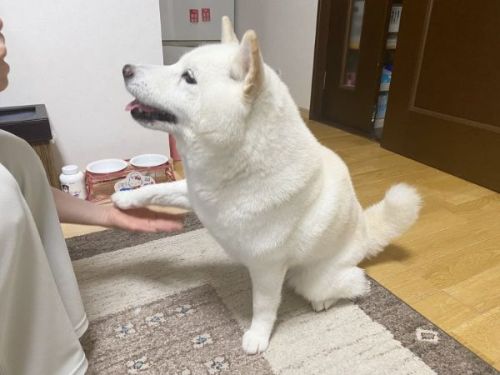 芸を見せる白柴犬