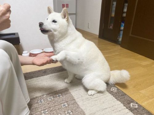 芸を見せる白柴犬
