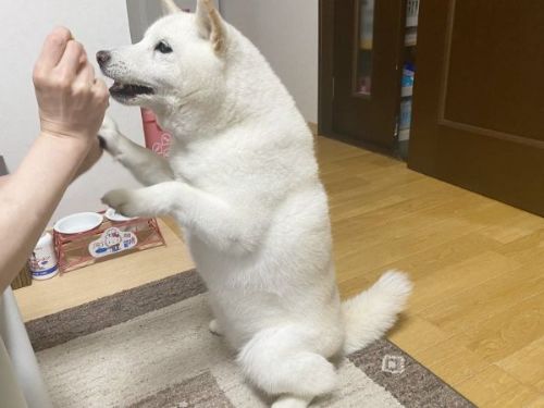 芸を見せる白柴犬
