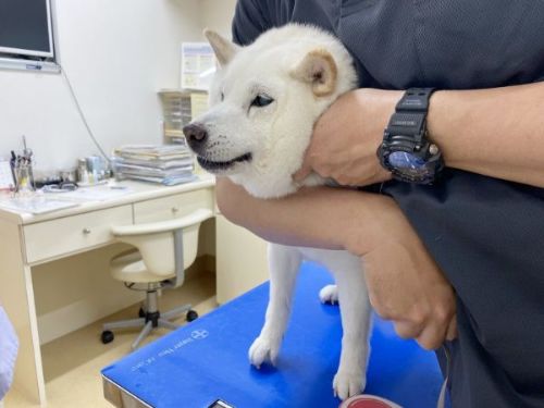 動物病院の白柴犬
