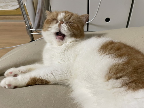 あくびする猫