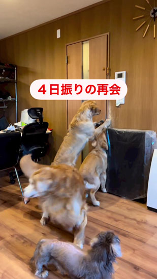 犬