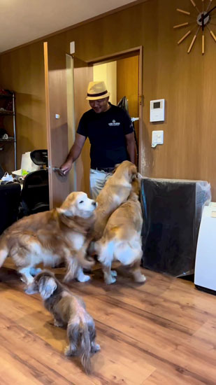 パパと再会するワンコたち