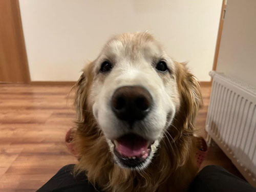 再会がうれしいワンコ