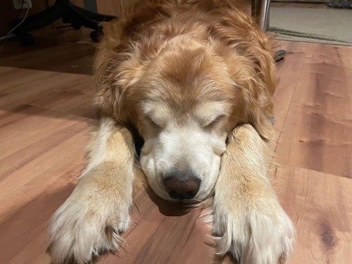 眠っているワンコ