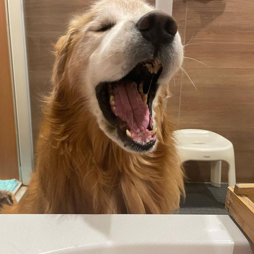 お風呂を待つワンコ