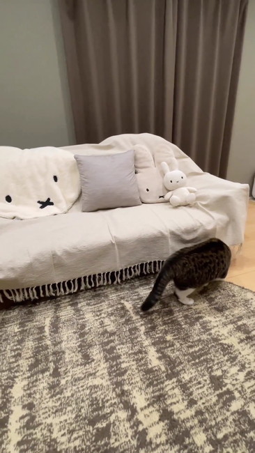 ソファ下のぞく