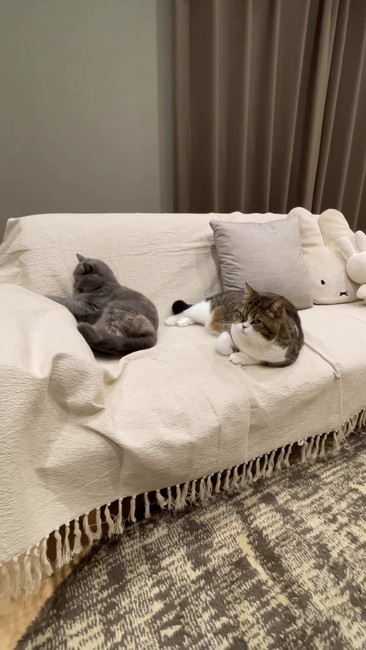 ソファ上2匹より