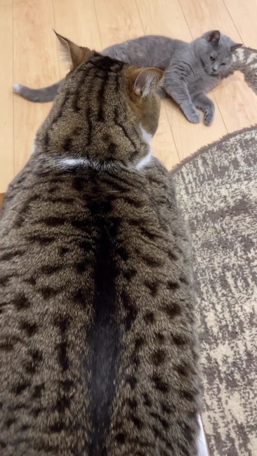 嫌そうなこむぎ