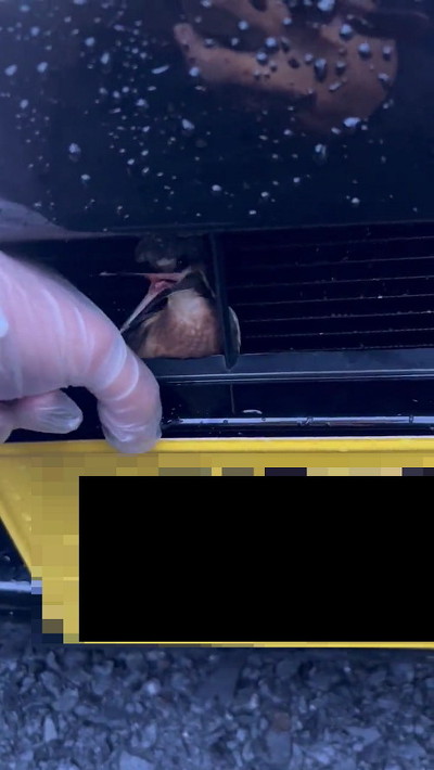 抵抗するカワセミ