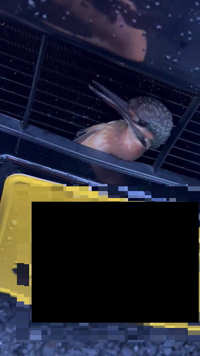 カワセミのくちばし