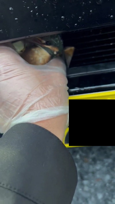 差し伸べる手とカワセミ