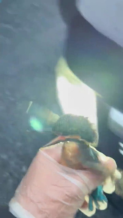 カワセミ救出成功