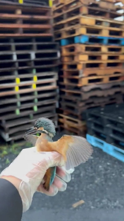 羽ひろげるカワセミ