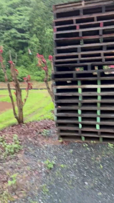 飛び立つカワセミ