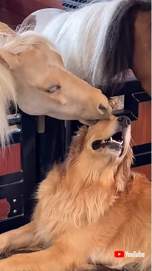 モテモテな大型犬