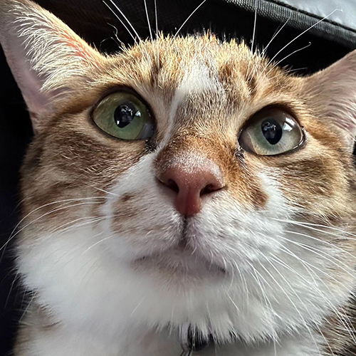 愛ちゃん顔アップ